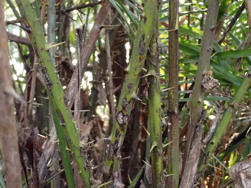 Botanical specimen of Calamus Beccarii.