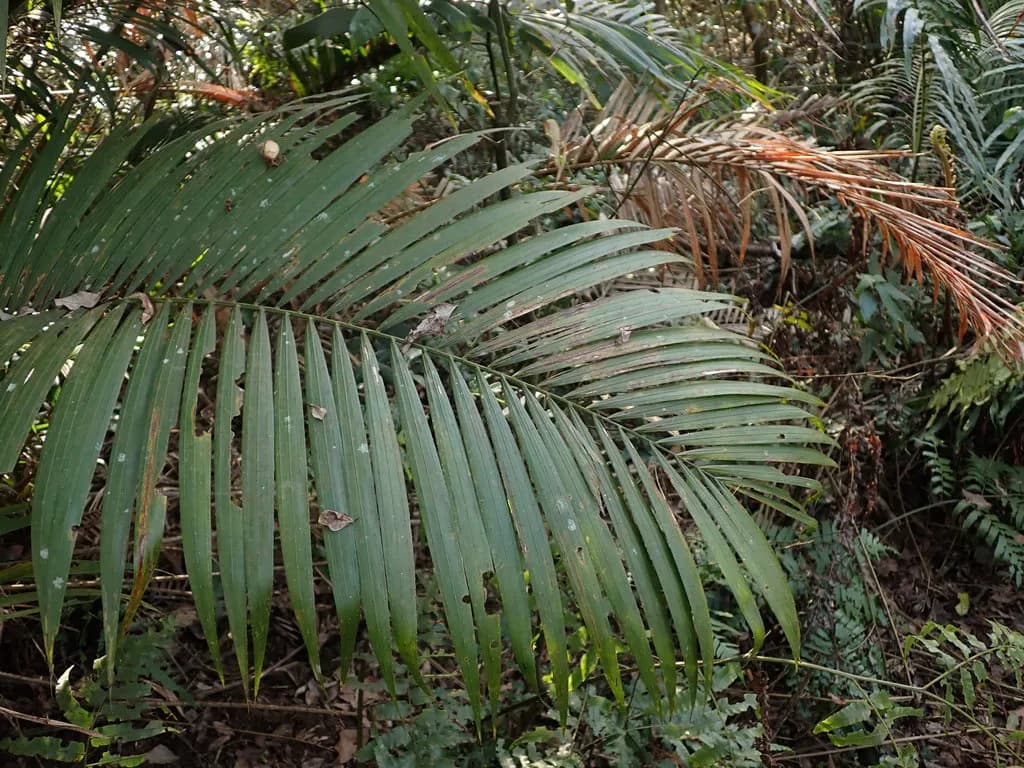 Botanical specimen of Calamus Beccarii.
