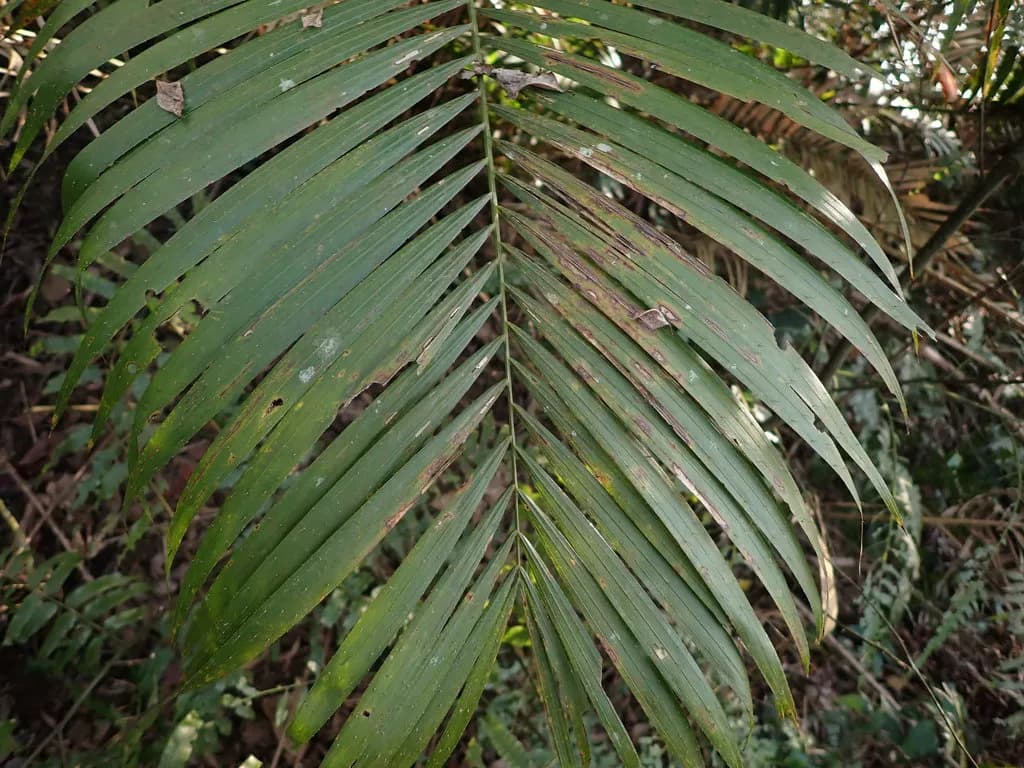 Botanical specimen of Calamus Beccarii.