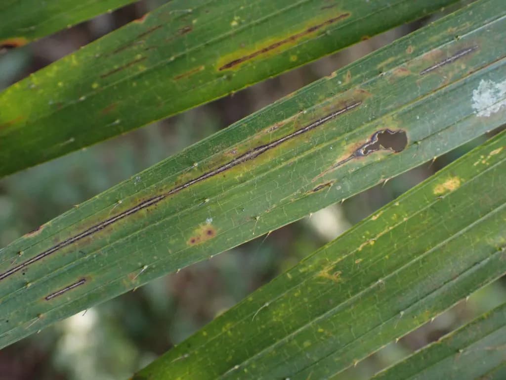 Botanical specimen of Calamus Beccarii.