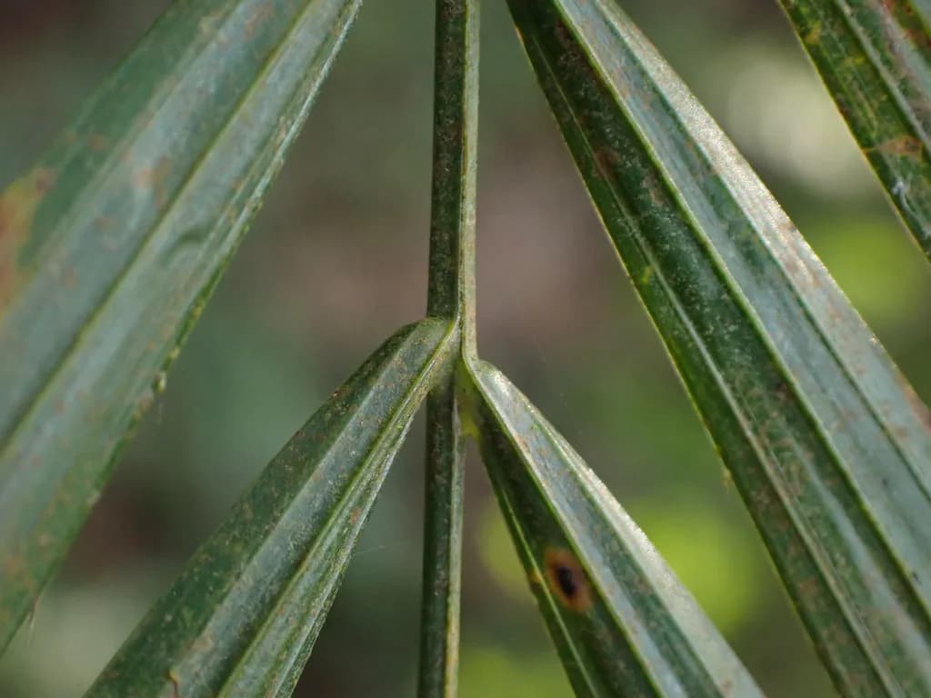 Botanical specimen of Calamus Beccarii.