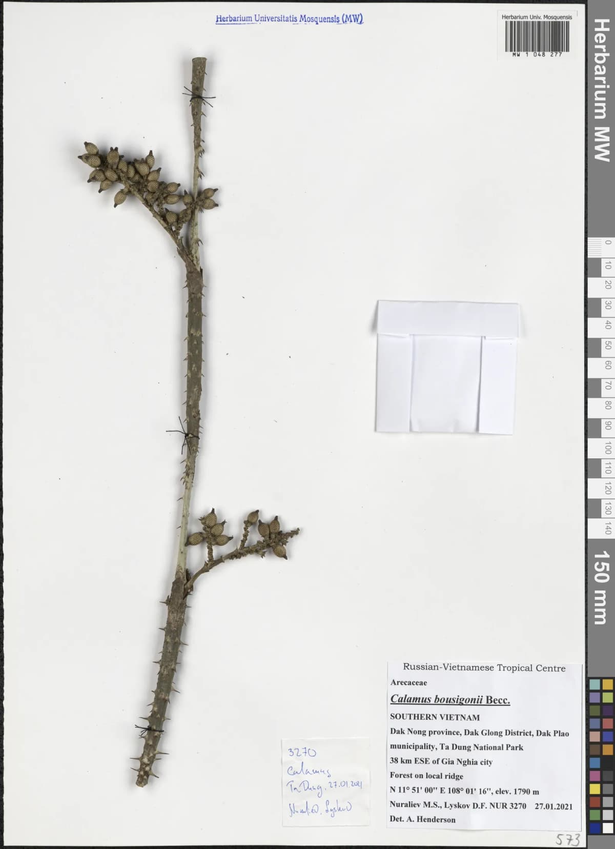 Botanical specimen of Calamus Bousigonii.
