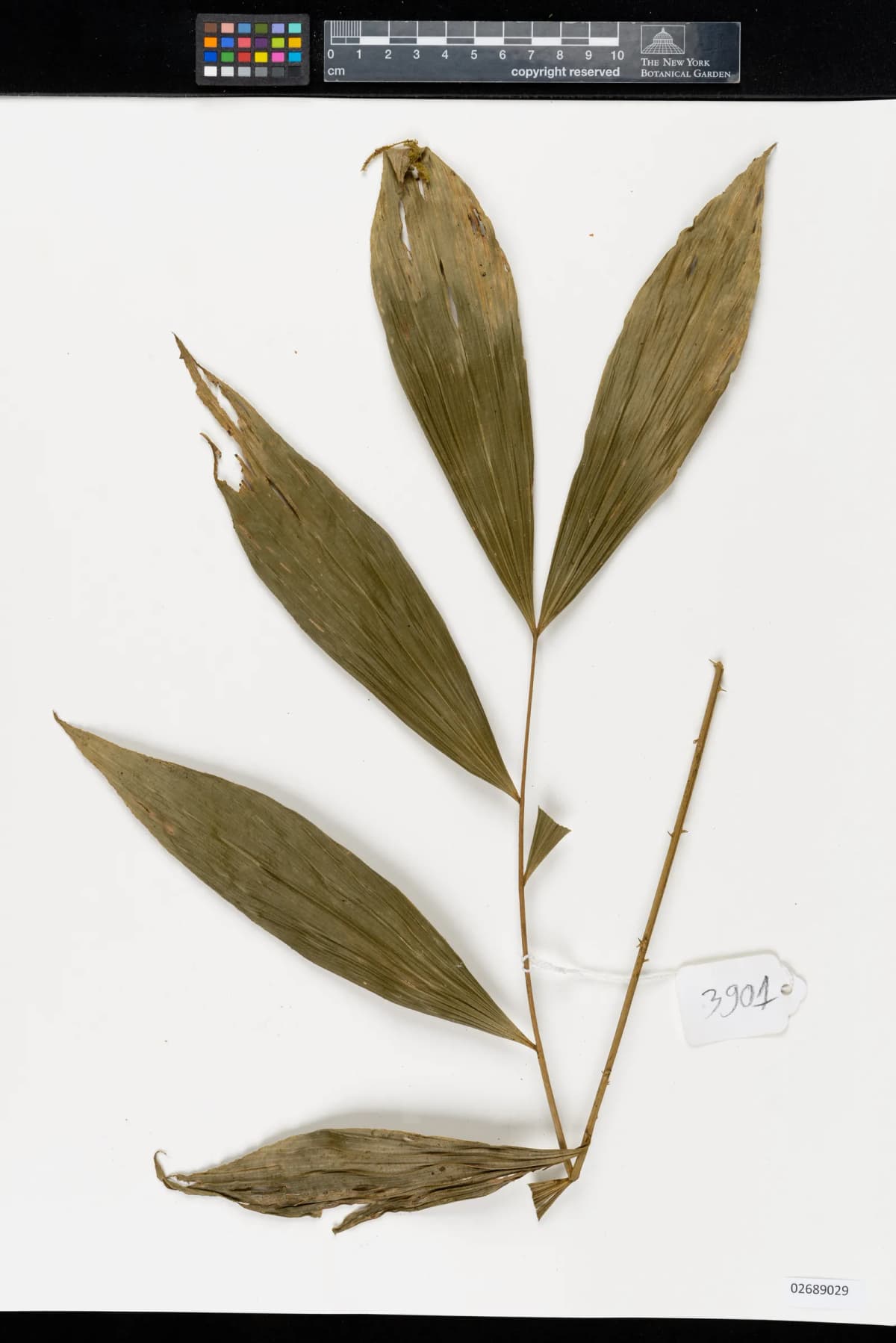 Botanical specimen of Calamus Bousigonii.