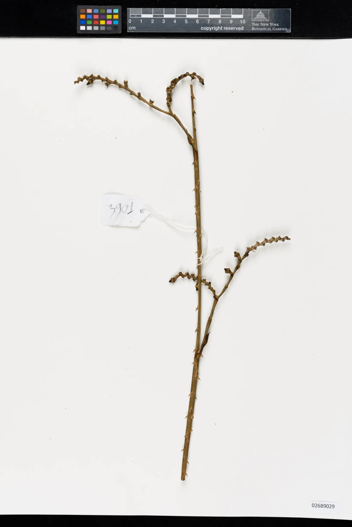 Botanical specimen of Calamus Bousigonii.