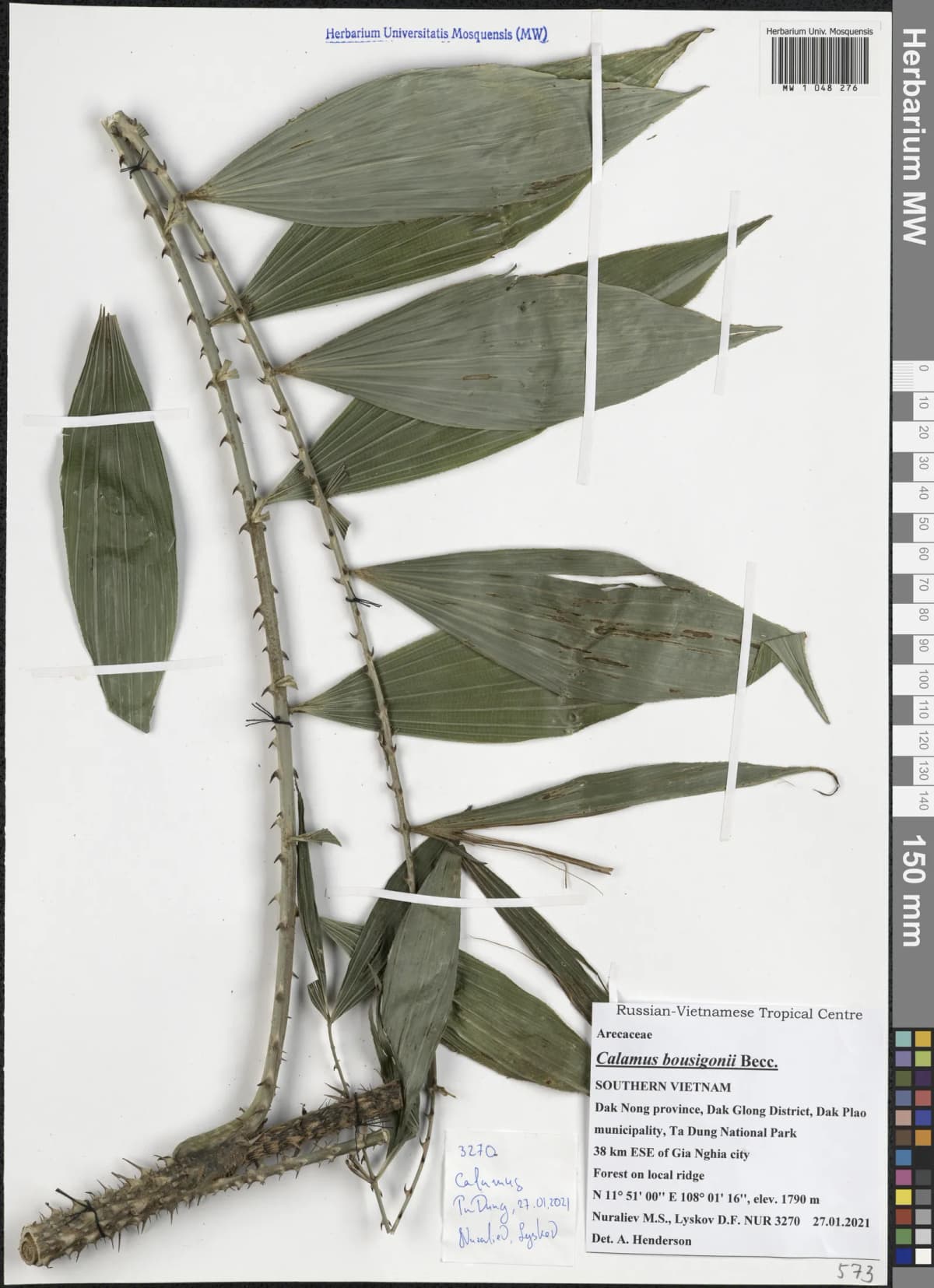 Botanical specimen of Calamus Bousigonii.