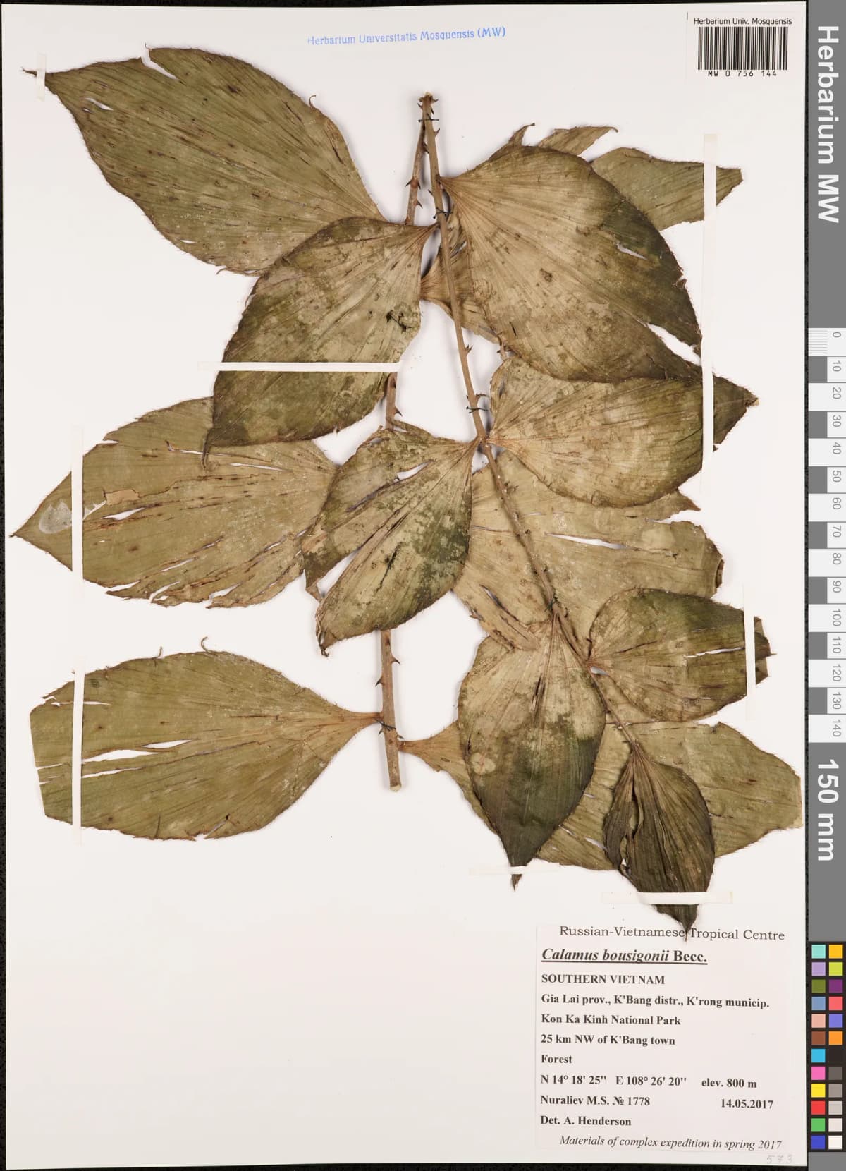 Botanical specimen of Calamus Bousigonii.