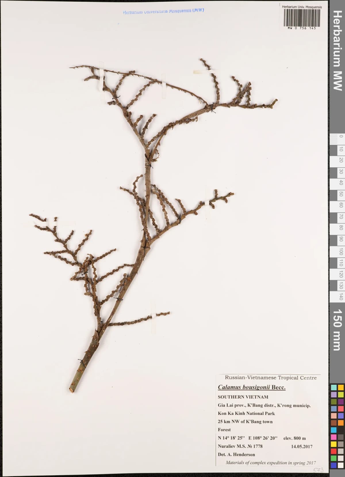 Botanical specimen of Calamus Bousigonii.