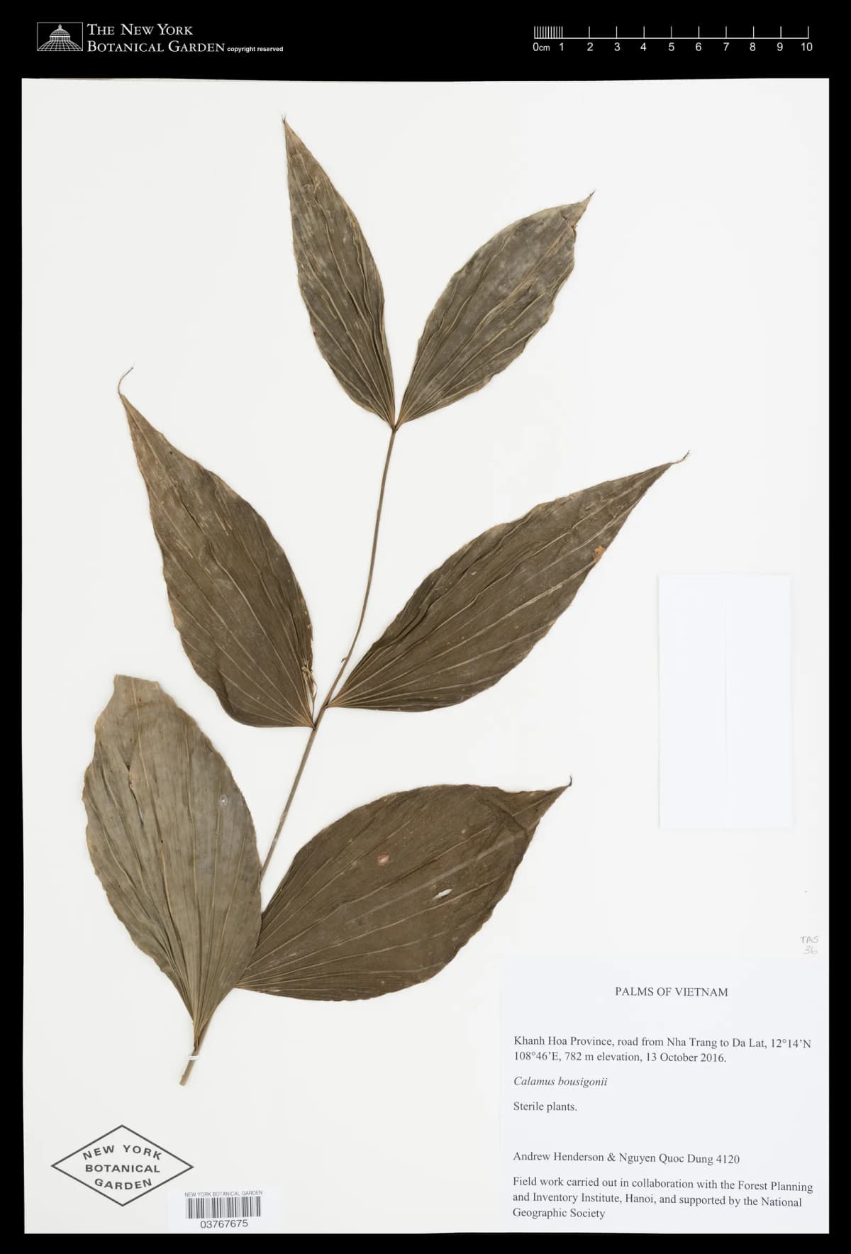 Botanical specimen of Calamus Bousigonii.