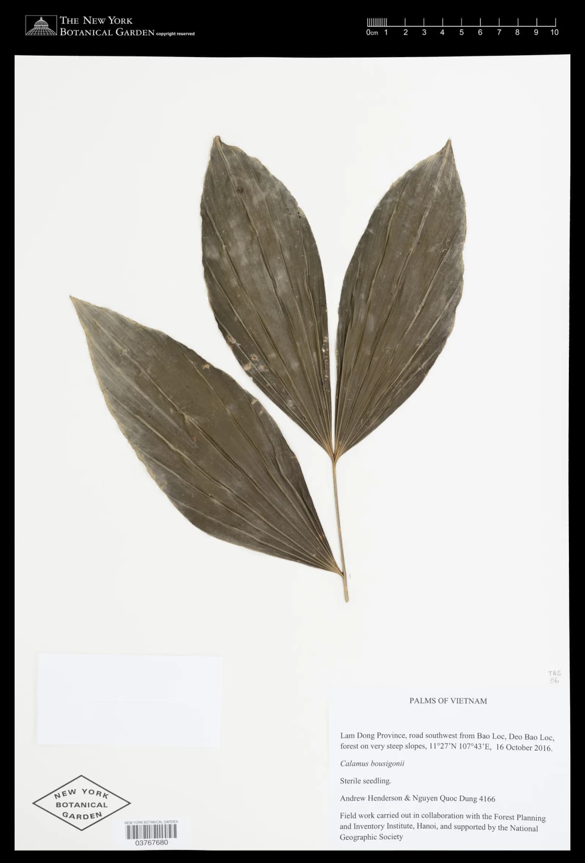 Botanical specimen of Calamus Bousigonii.