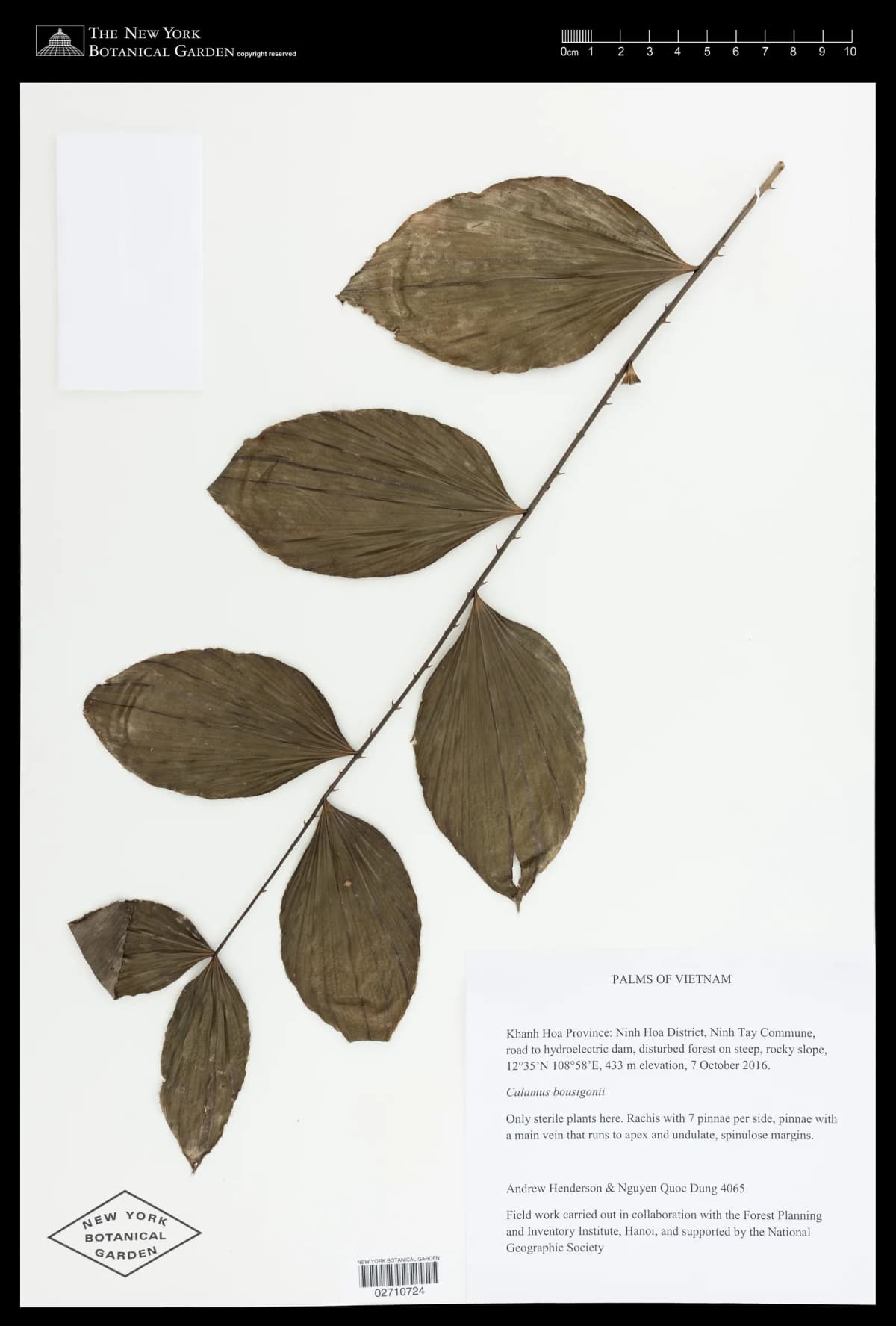 Botanical specimen of Calamus Bousigonii.