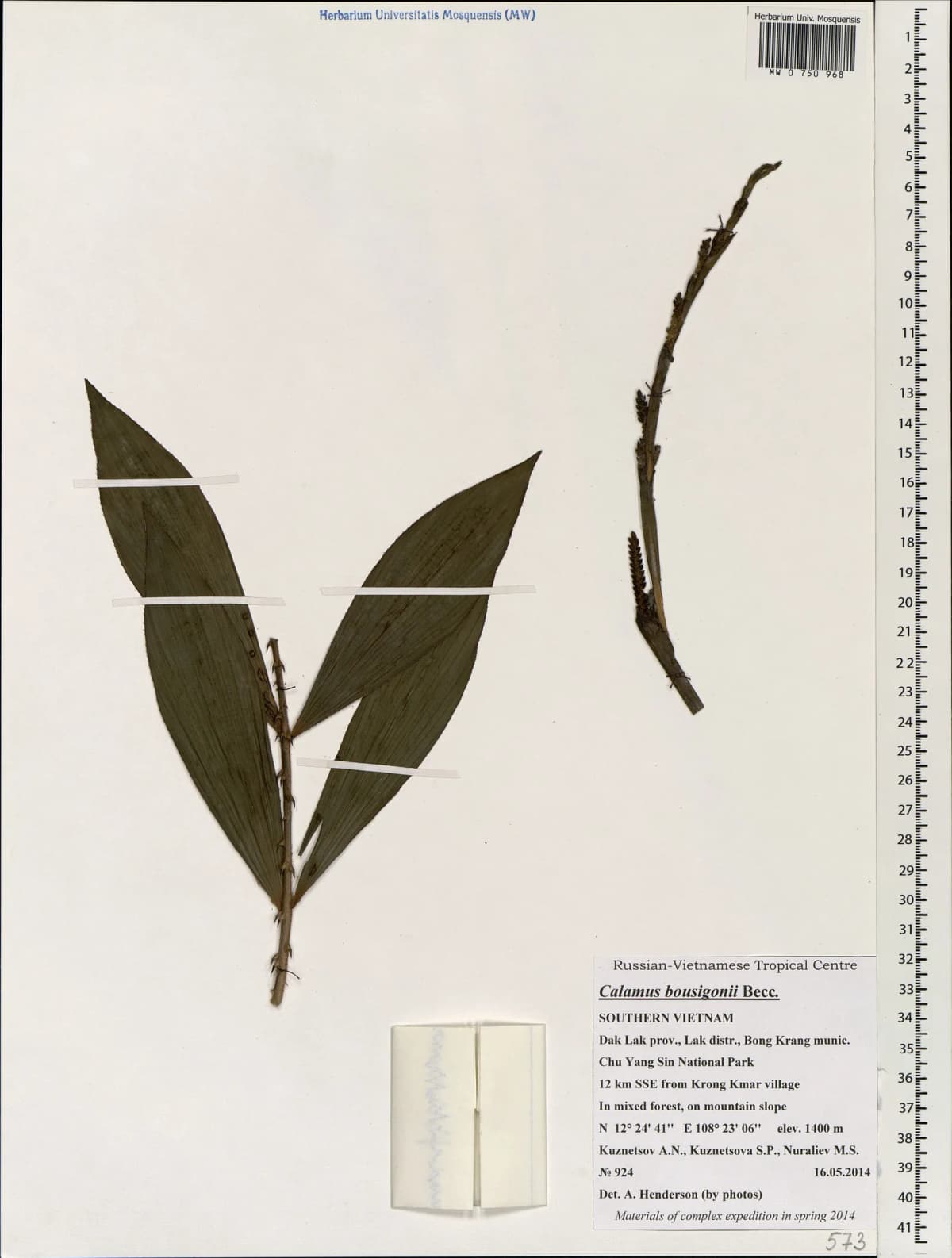 Botanical specimen of Calamus Bousigonii.