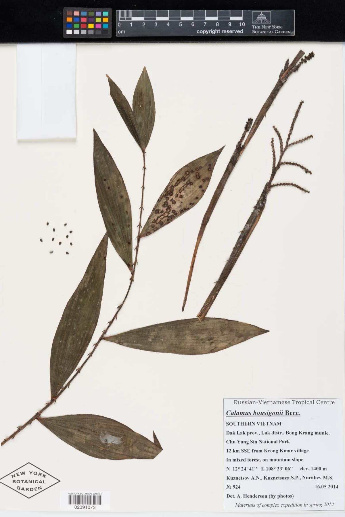 Botanical specimen of Calamus Bousigonii.