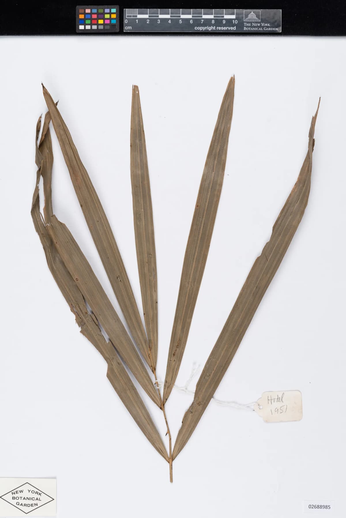 Botanical specimen of Calamus Burkillianus.