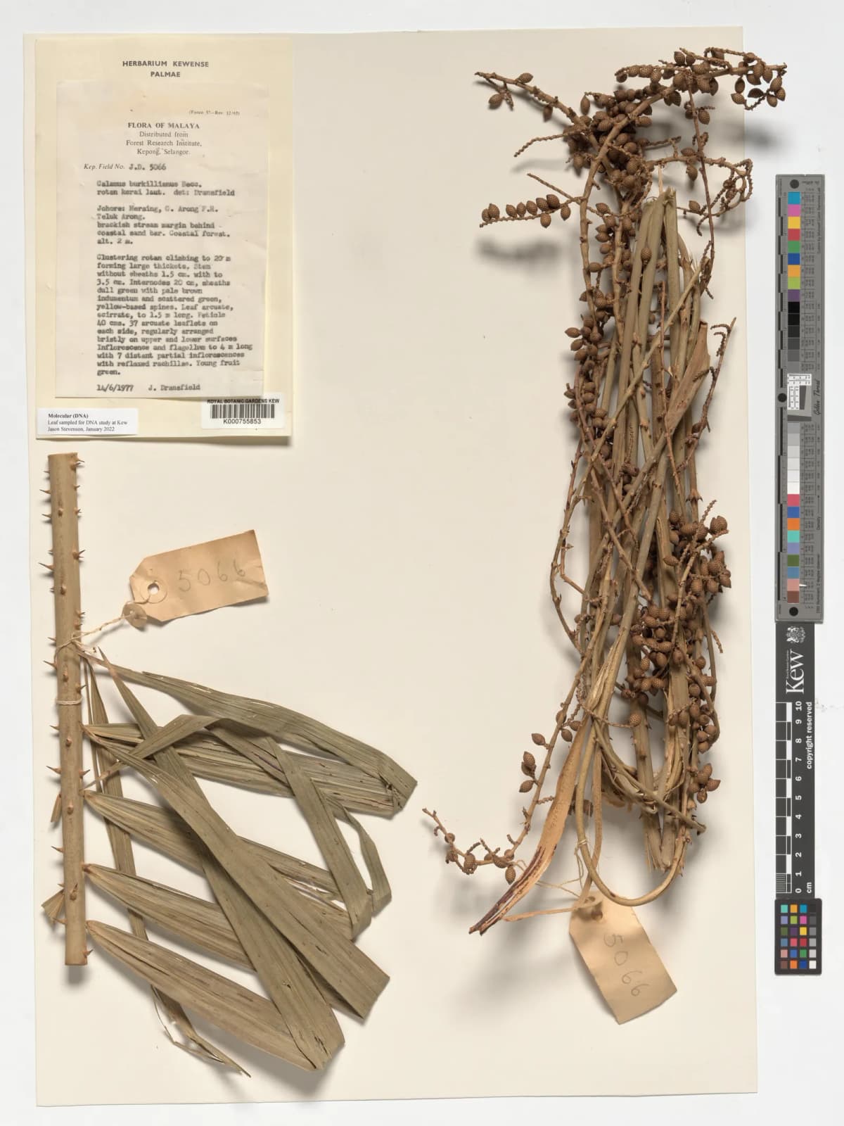 Botanical specimen of Calamus Burkillianus.