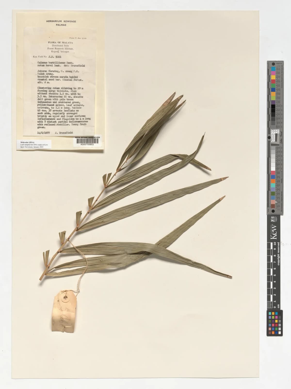 Botanical specimen of Calamus Burkillianus.