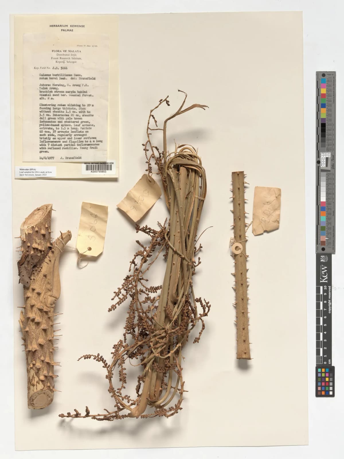 Botanical specimen of Calamus Burkillianus.