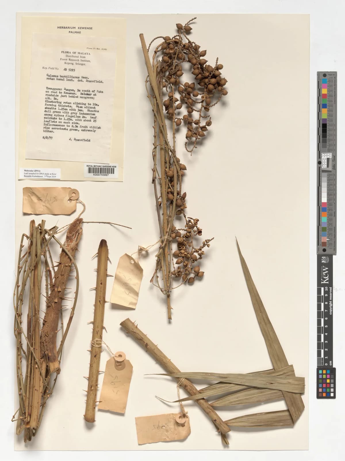 Botanical specimen of Calamus Burkillianus.