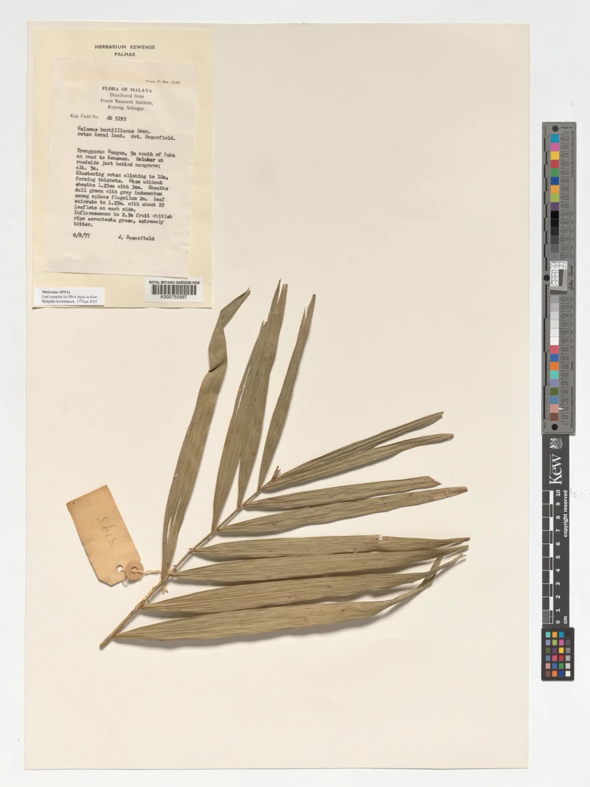 Botanical specimen of Calamus Burkillianus.