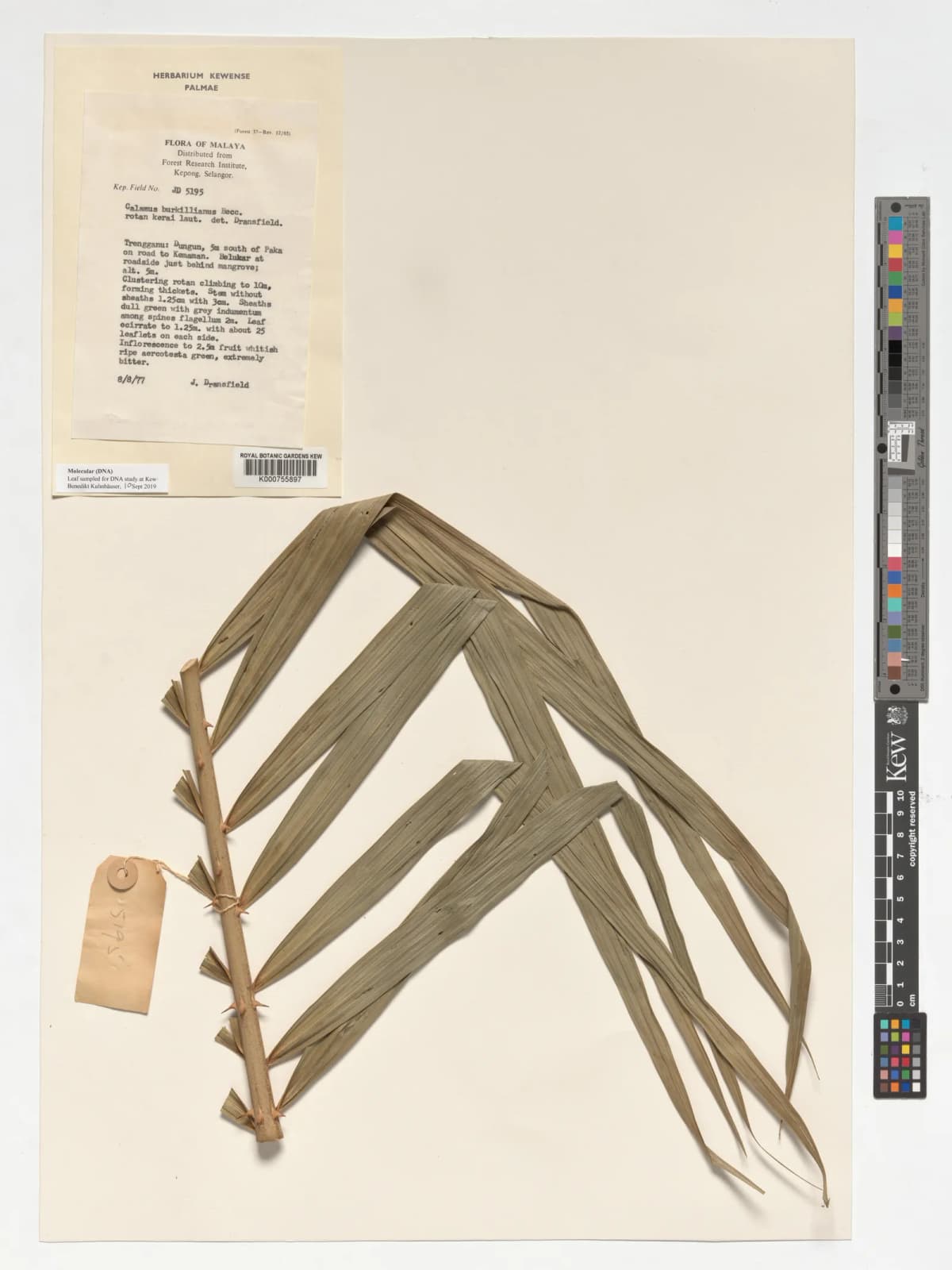 Botanical specimen of Calamus Burkillianus.