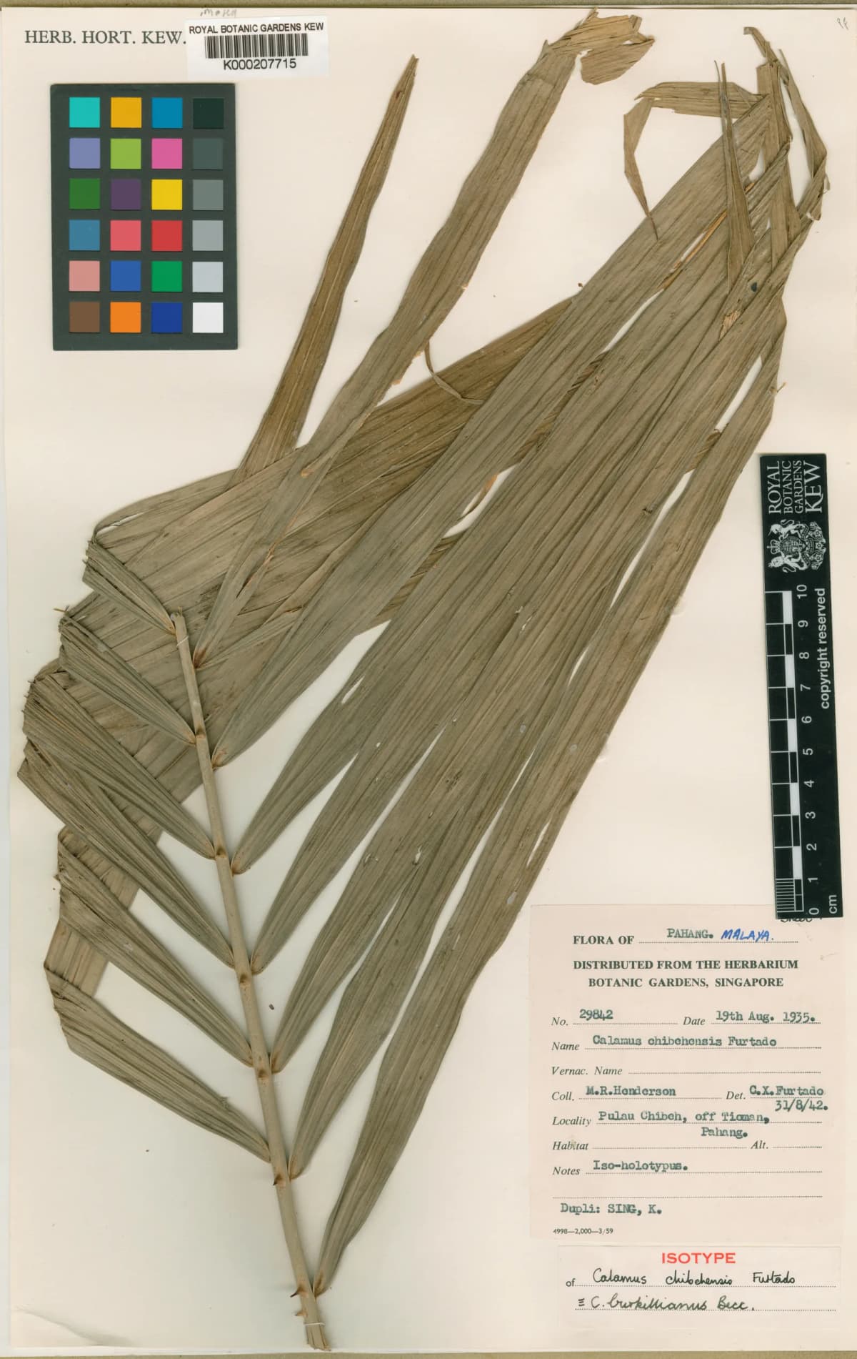 Botanical specimen of Calamus Burkillianus.