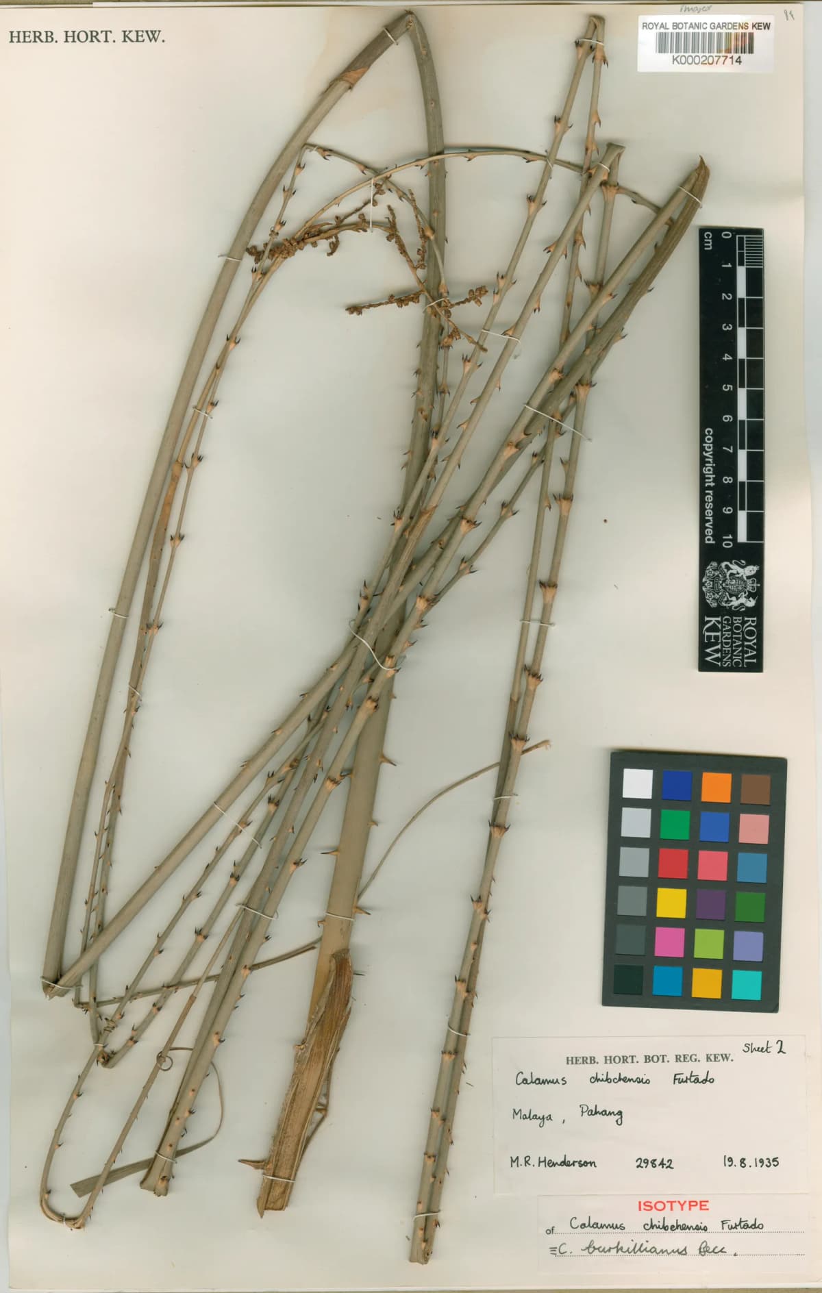 Botanical specimen of Calamus Burkillianus.