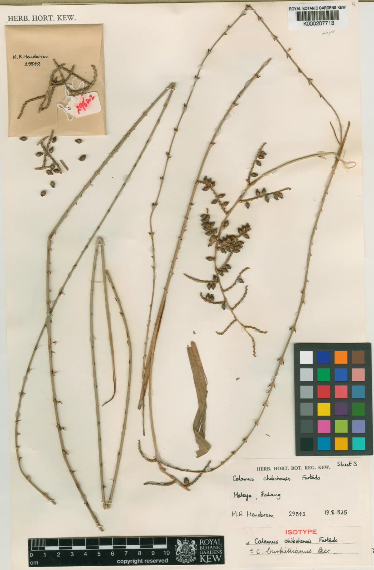 Botanical specimen of Calamus Burkillianus.