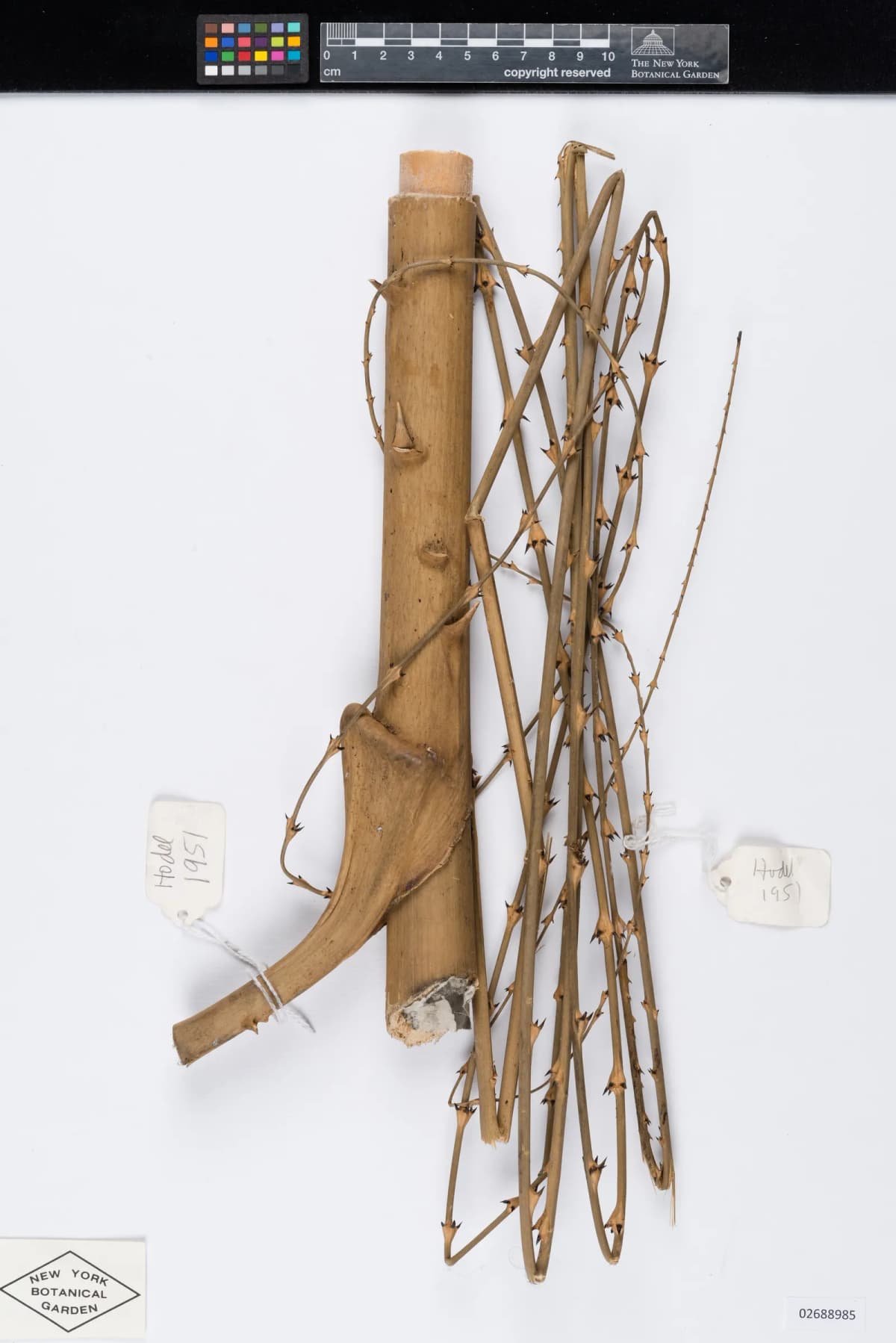 Botanical specimen of Calamus Burkillianus.