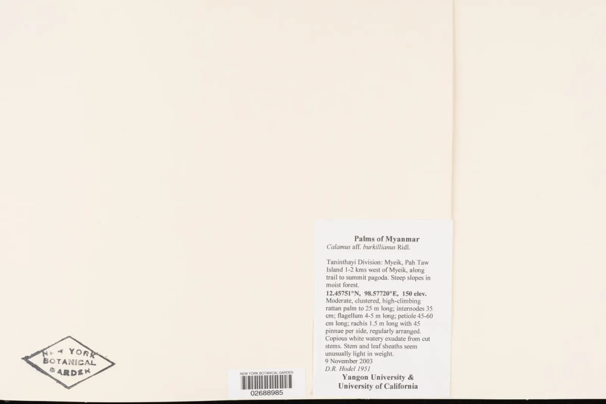 Botanical specimen of Calamus Burkillianus.