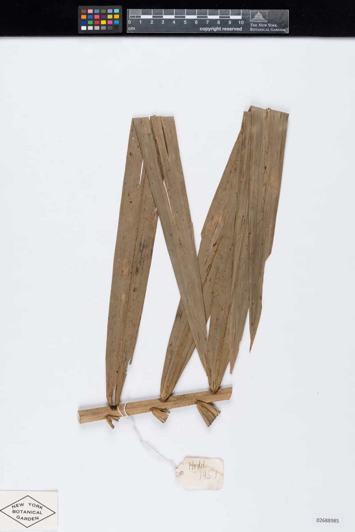 Botanical specimen of Calamus Burkillianus.