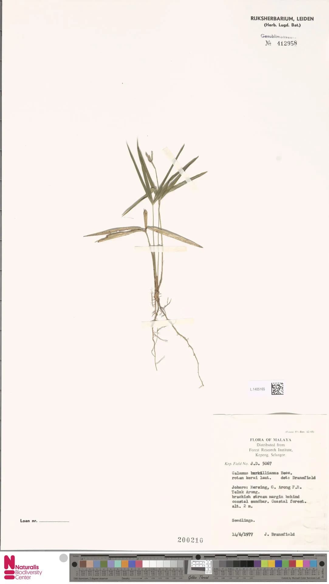 Botanical specimen of Calamus Burkillianus.