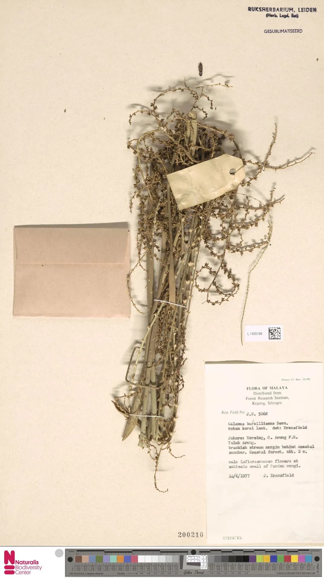 Botanical specimen of Calamus Burkillianus.