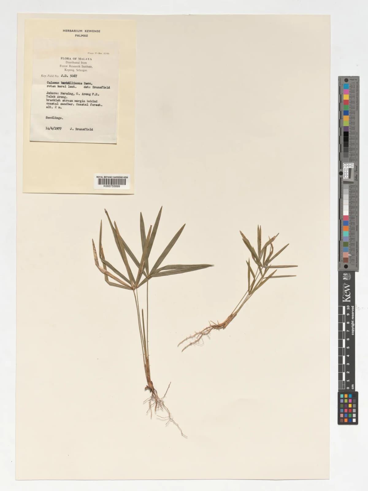 Botanical specimen of Calamus Burkillianus.