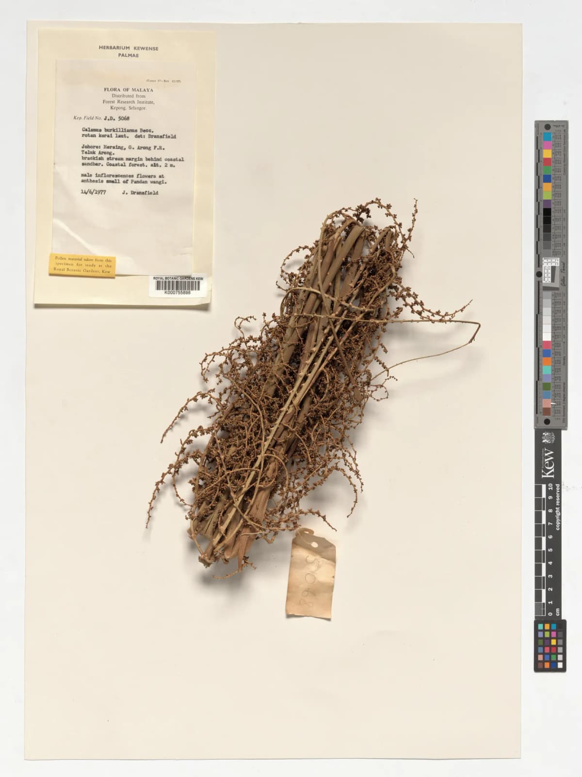 Botanical specimen of Calamus Burkillianus.