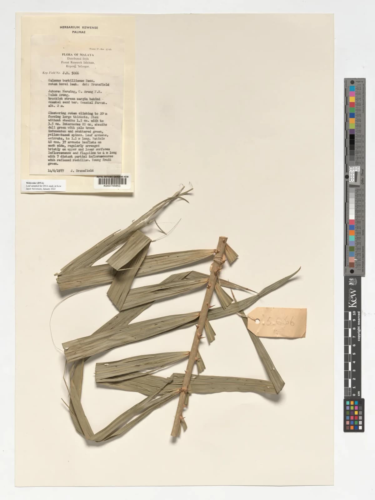 Botanical specimen of Calamus Burkillianus.