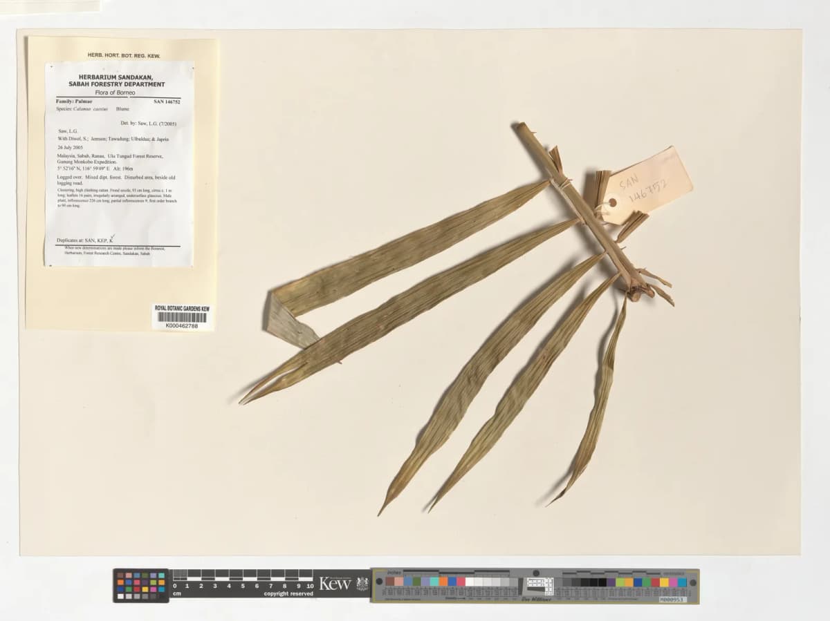 Botanical specimen of Calamus Caesius.