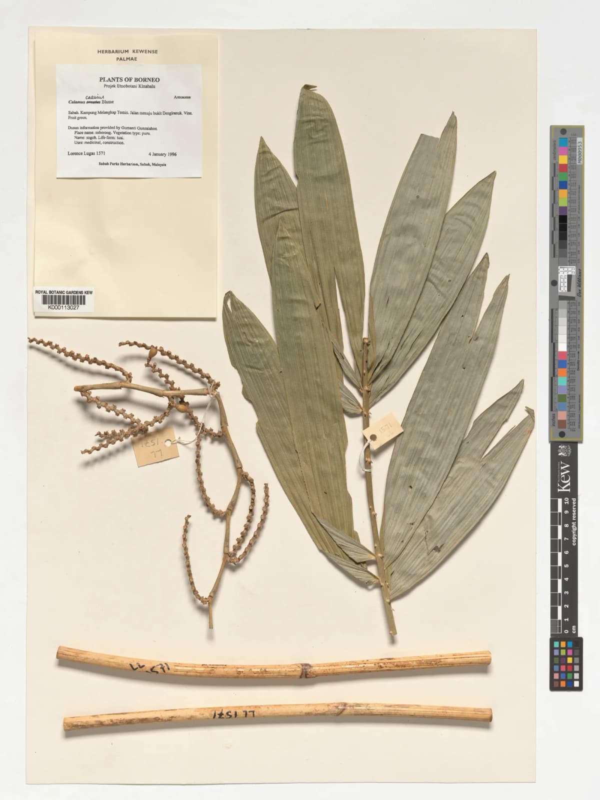 Botanical specimen of Calamus Caesius.