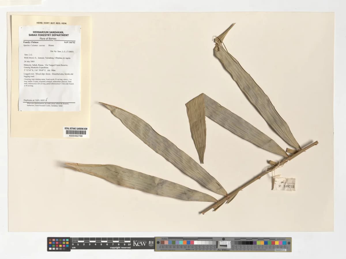 Botanical specimen of Calamus Caesius.