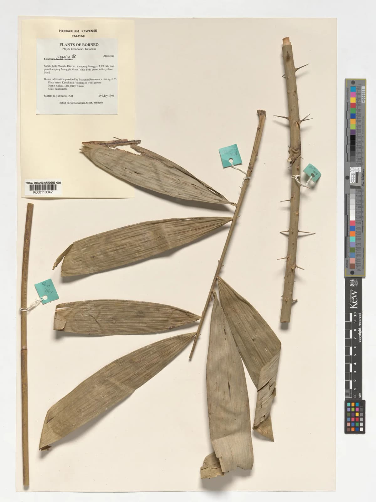 Botanical specimen of Calamus Caesius.