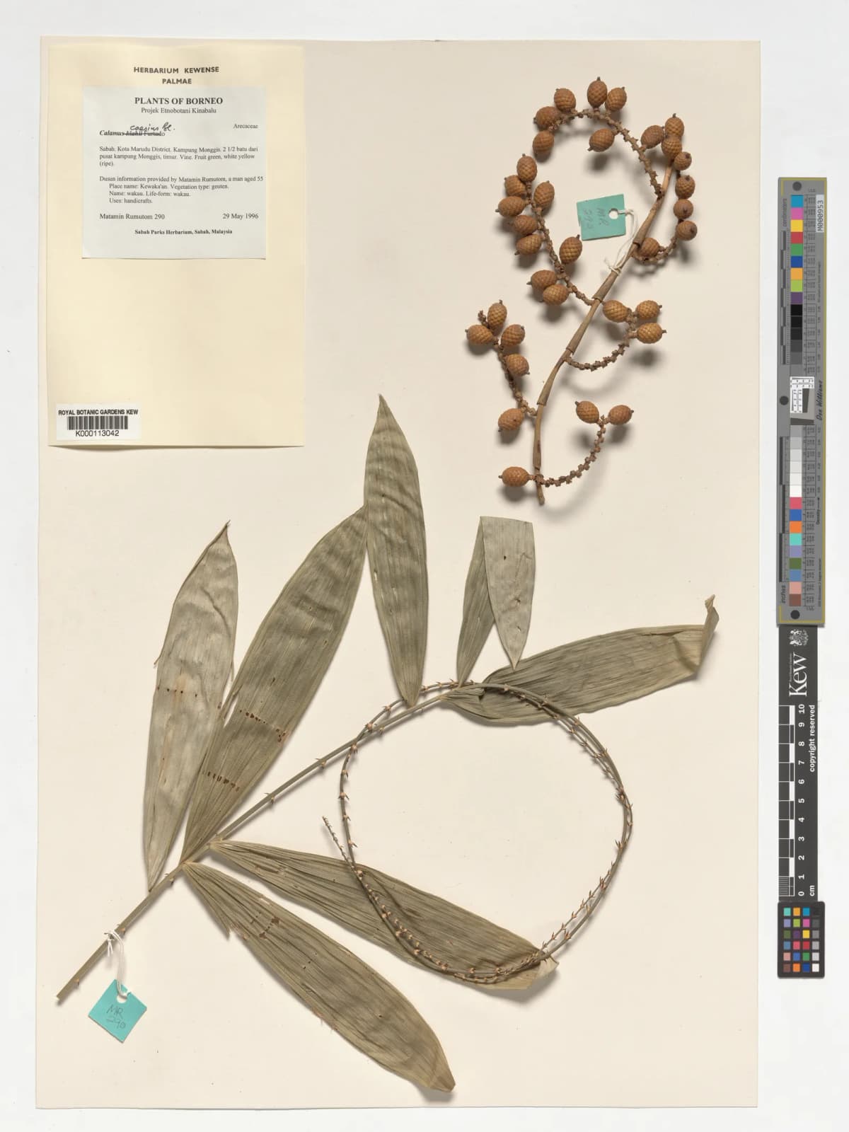 Botanical specimen of Calamus Caesius.