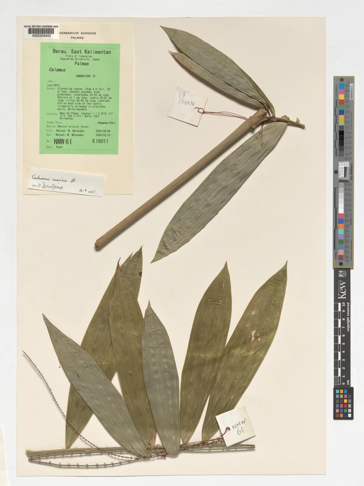 Botanical specimen of Calamus Caesius.