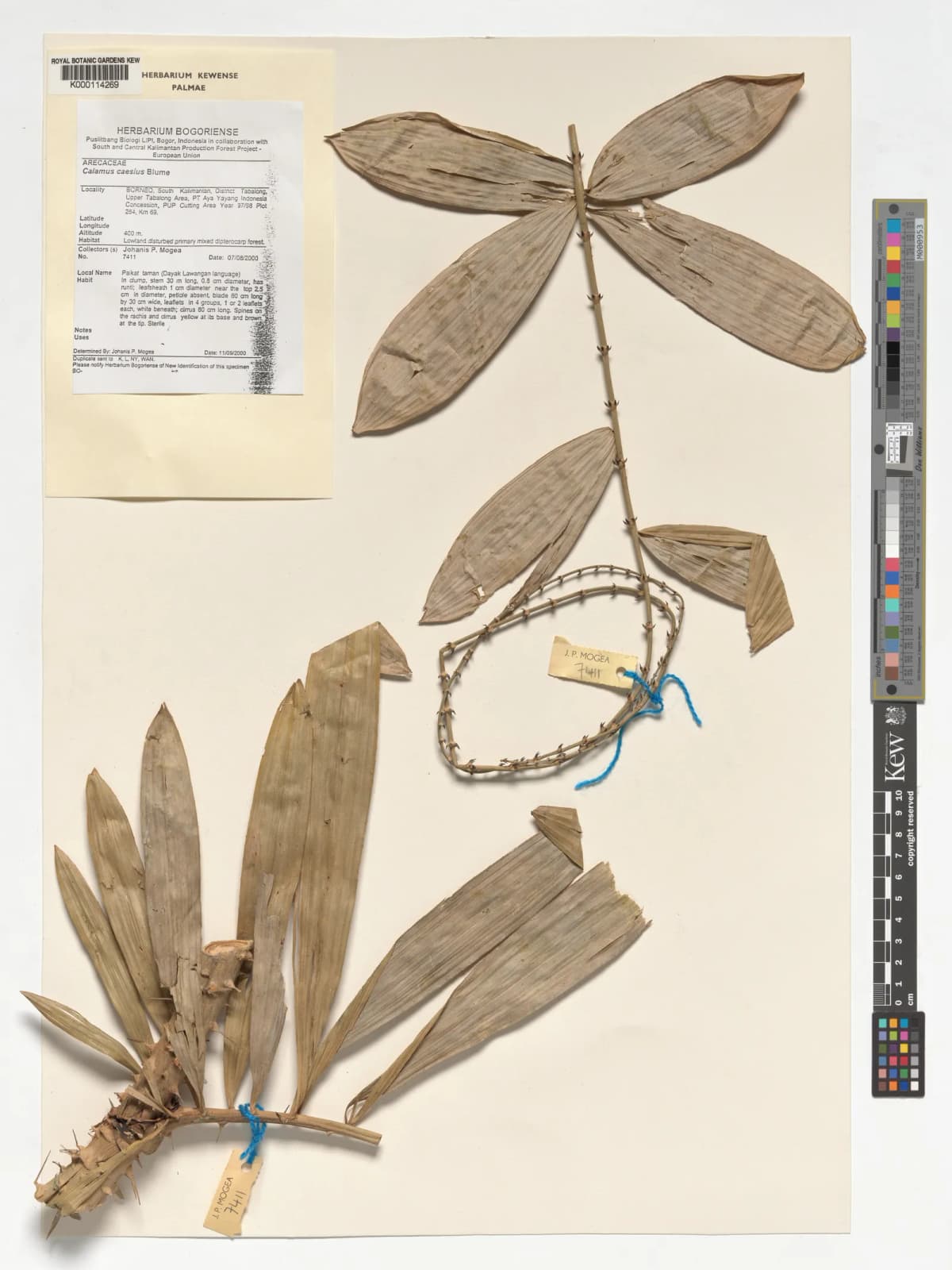 Botanical specimen of Calamus Caesius.