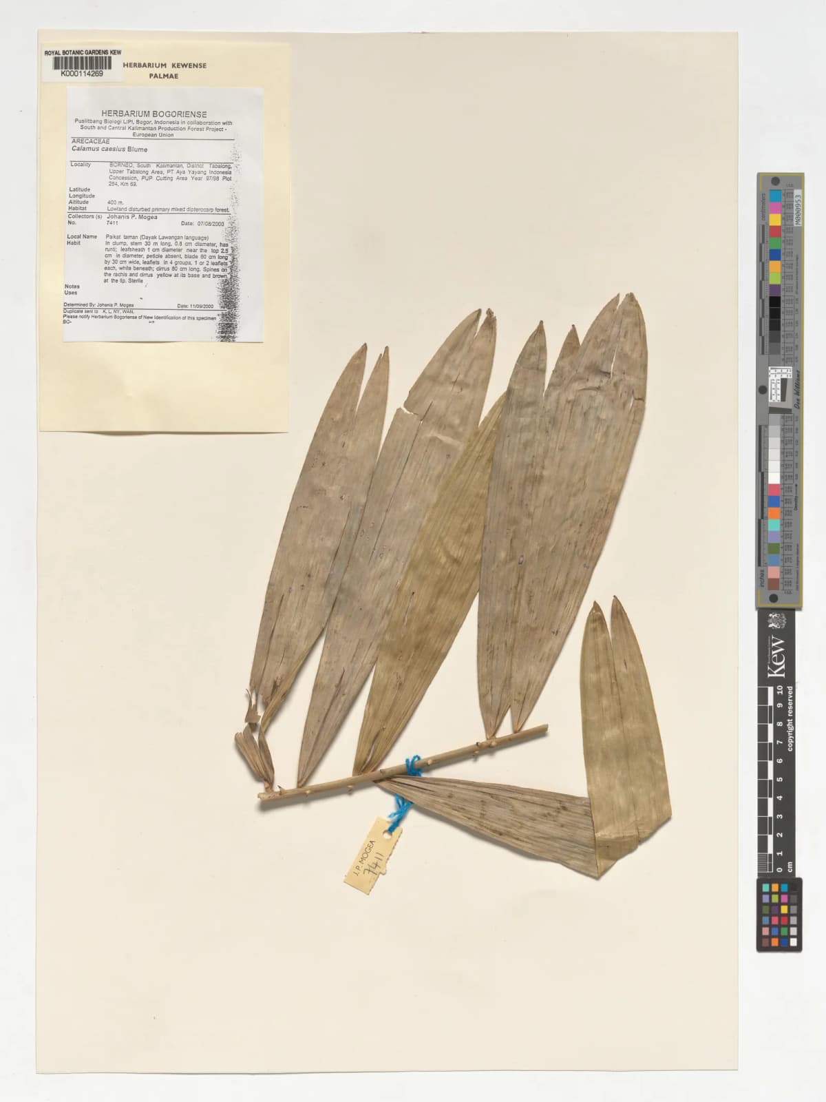 Botanical specimen of Calamus Caesius.