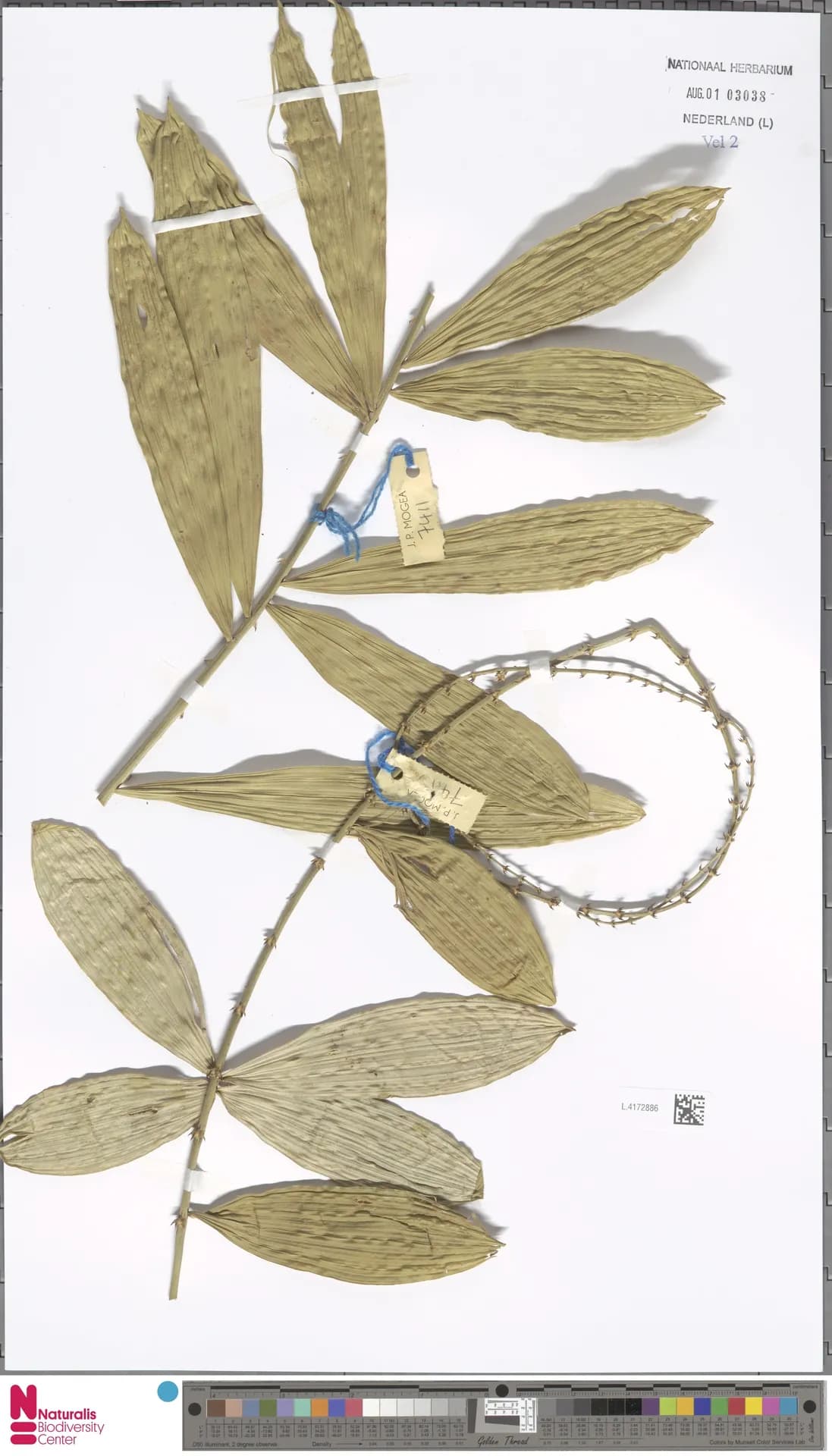 Botanical specimen of Calamus Caesius.