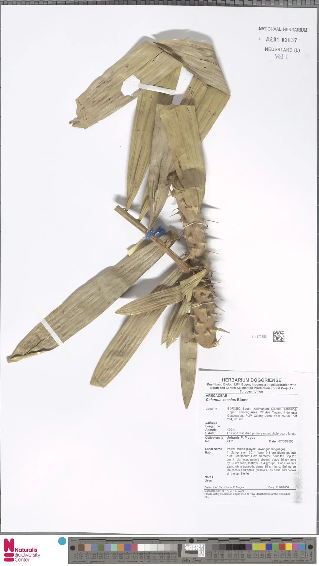 Botanical specimen of Calamus Caesius.