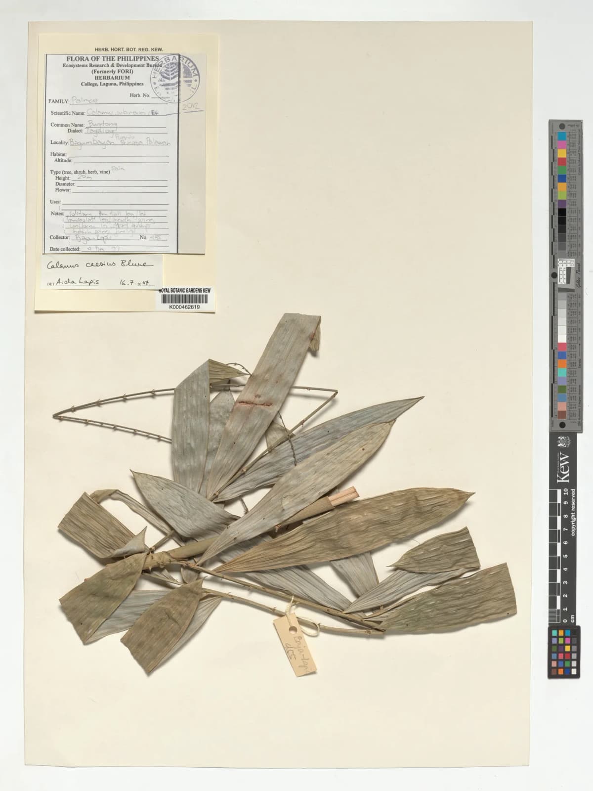 Botanical specimen of Calamus Caesius.