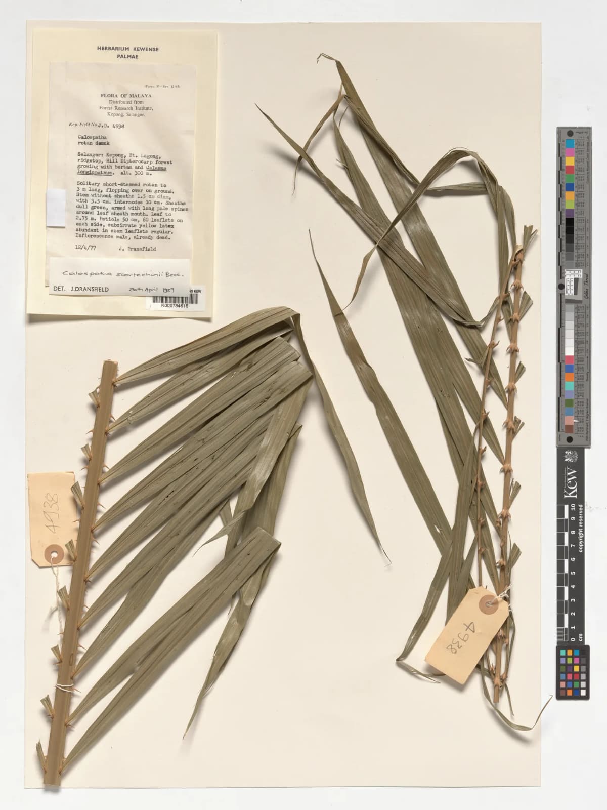 Botanical specimen of Calamus Calospathus.