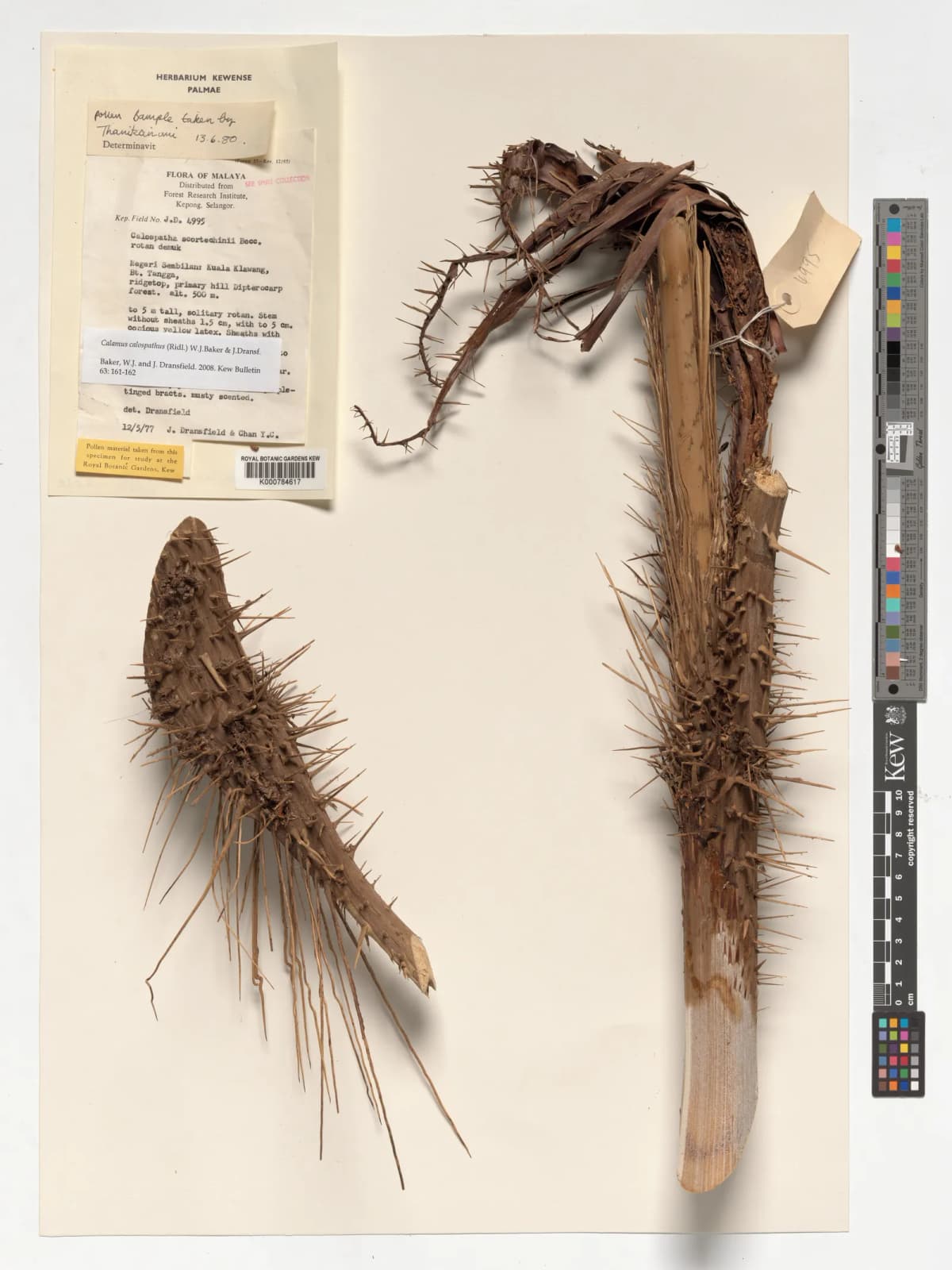 Botanical specimen of Calamus Calospathus.