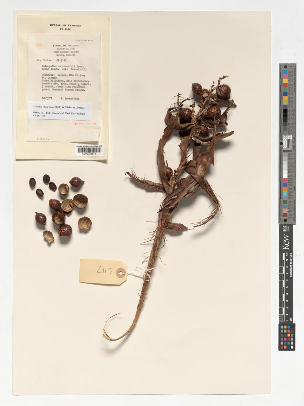 Botanical specimen of Calamus Calospathus.