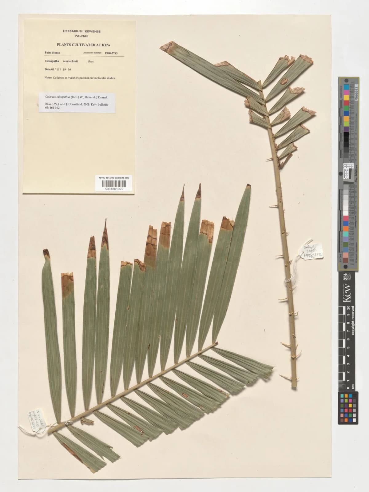 Botanical specimen of Calamus Calospathus.