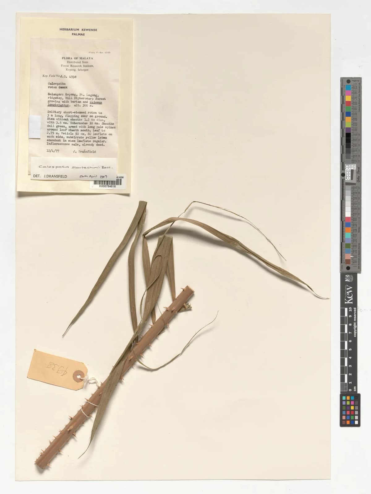 Botanical specimen of Calamus Calospathus.